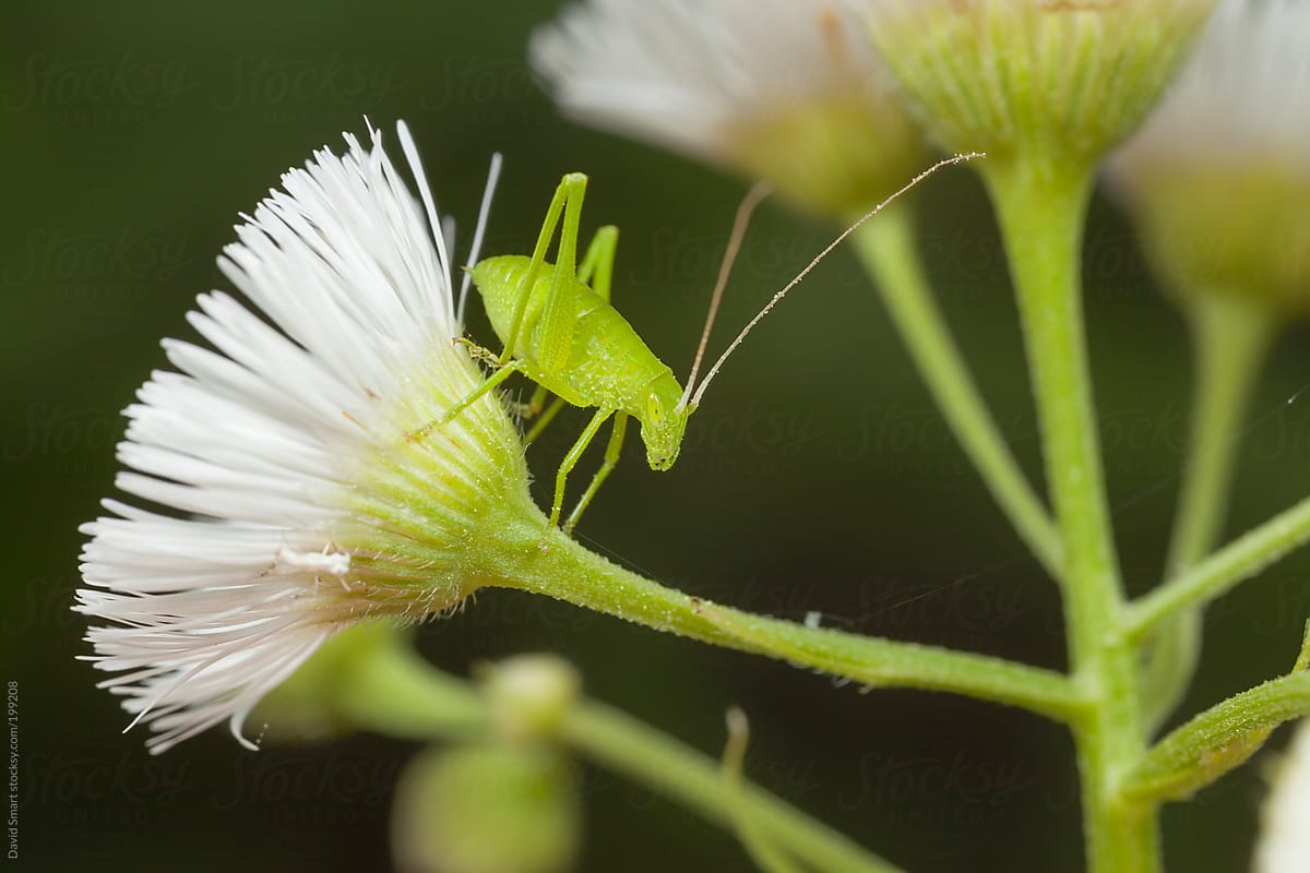 Cricket on Daisy Fleabane flower