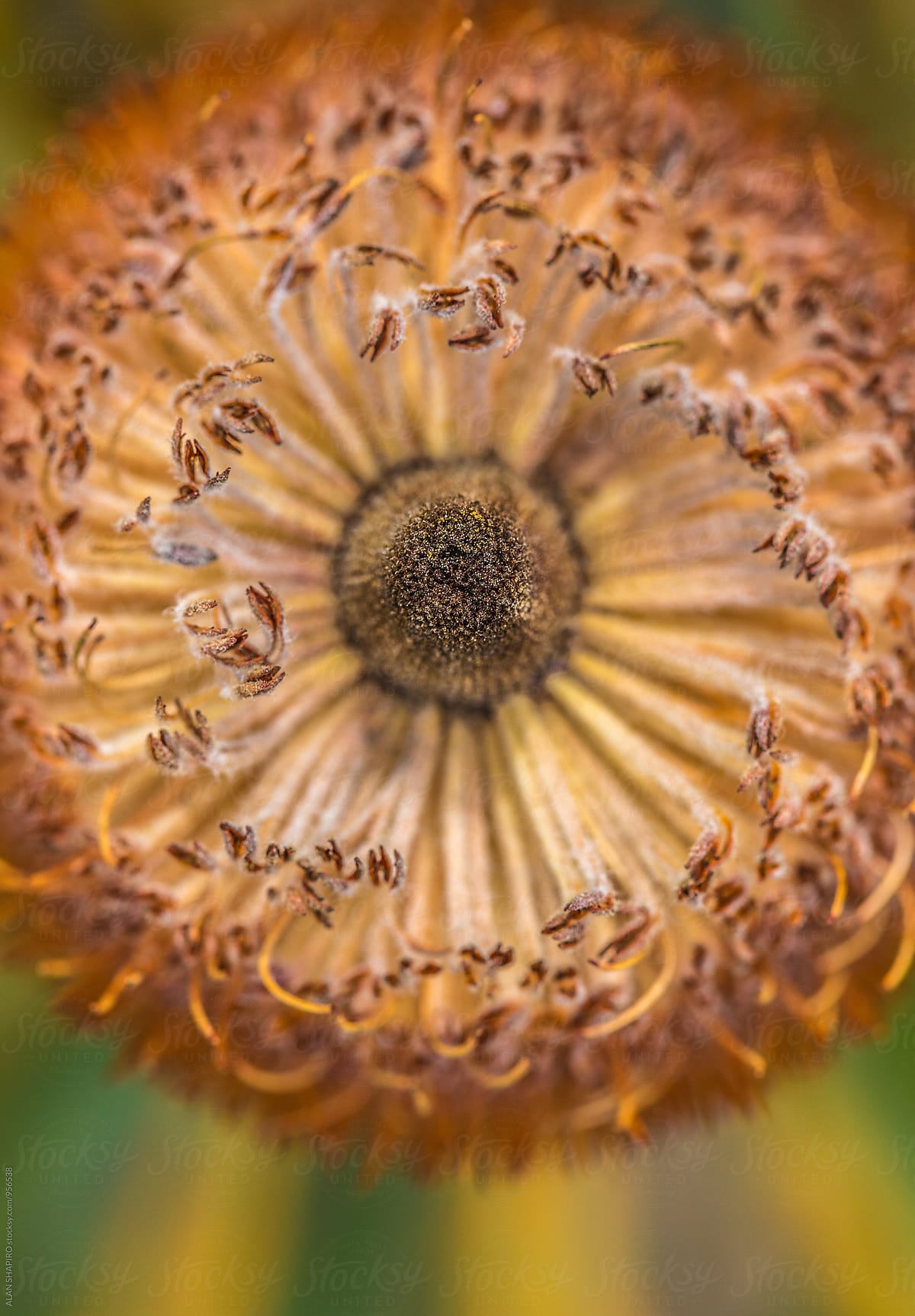 Protea Macro By Stocksy Contributor ALAN SHAPIRO Stocksy protea-macro-by-stocksy-contributor-alan-shapiro-stocksy