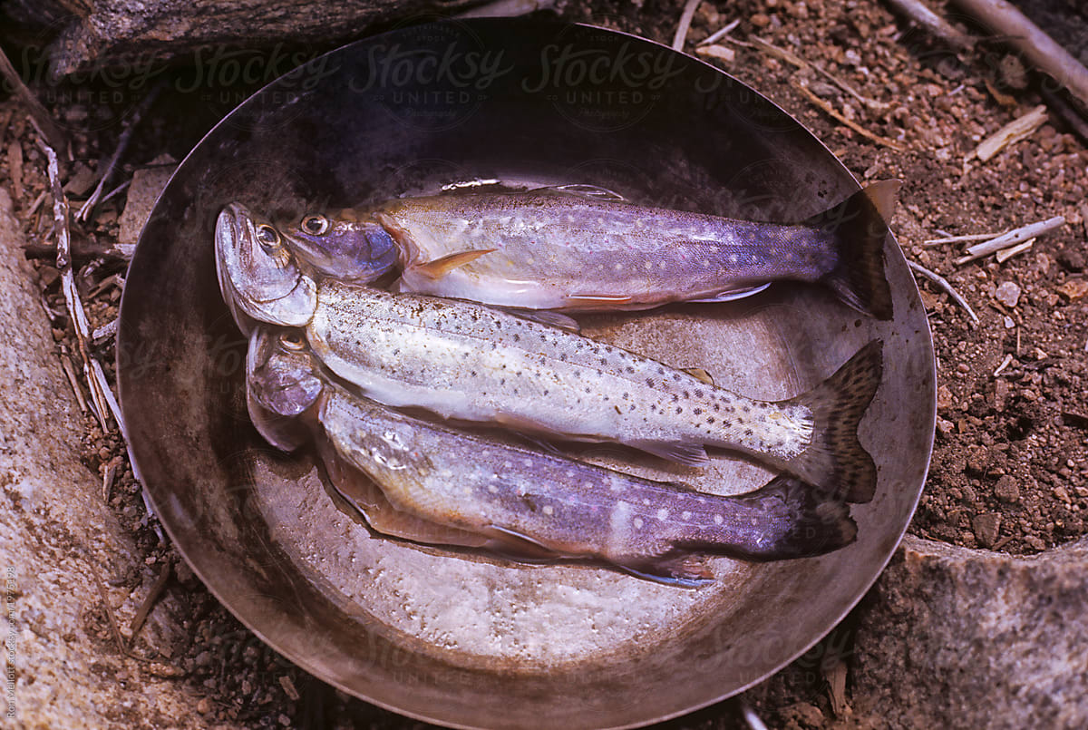 Three trout ready for cooking
