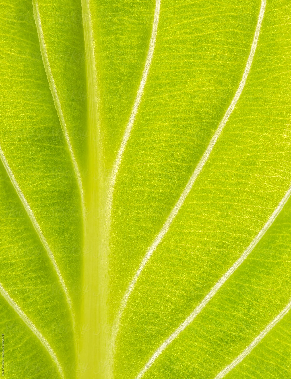 Backlit Hosta leaf, closeup