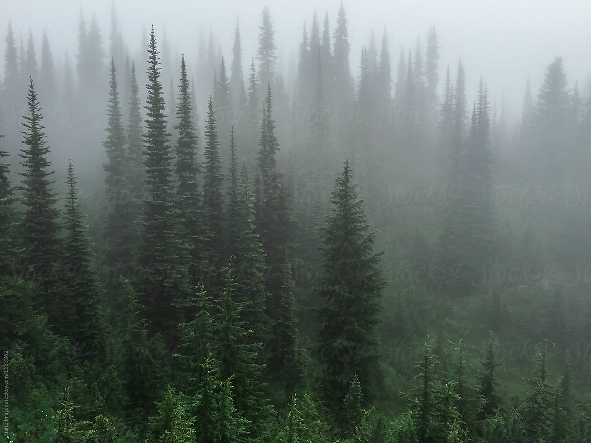 Alpine evergreen trees and forest in dense fog, North Cascades