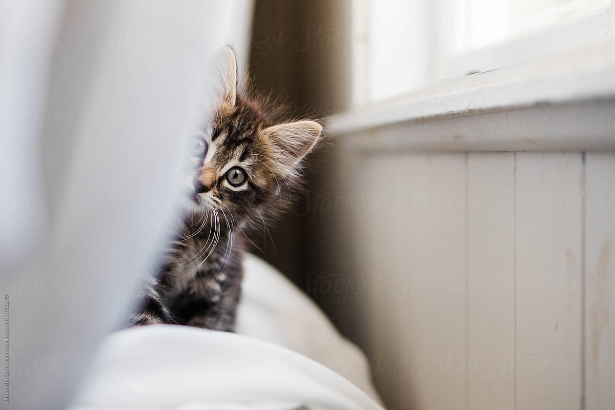Kitten peering around a corner
