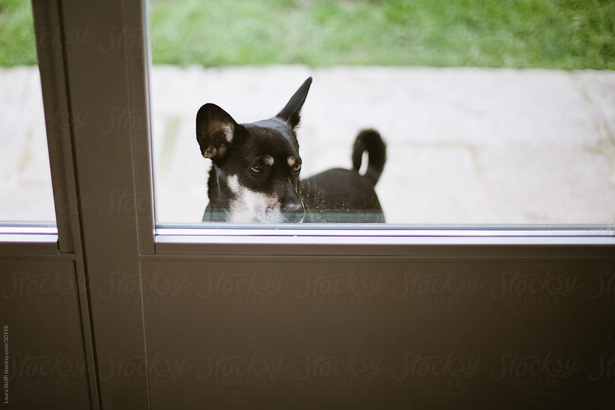 A little black dog in front of glass door waiting to come inside the house
