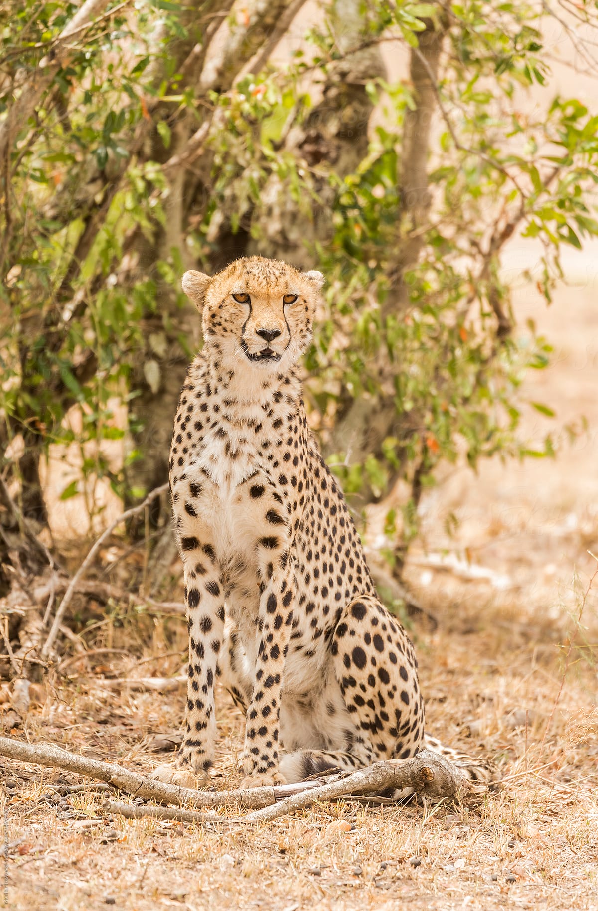 Cheetah sitting looking at the camera