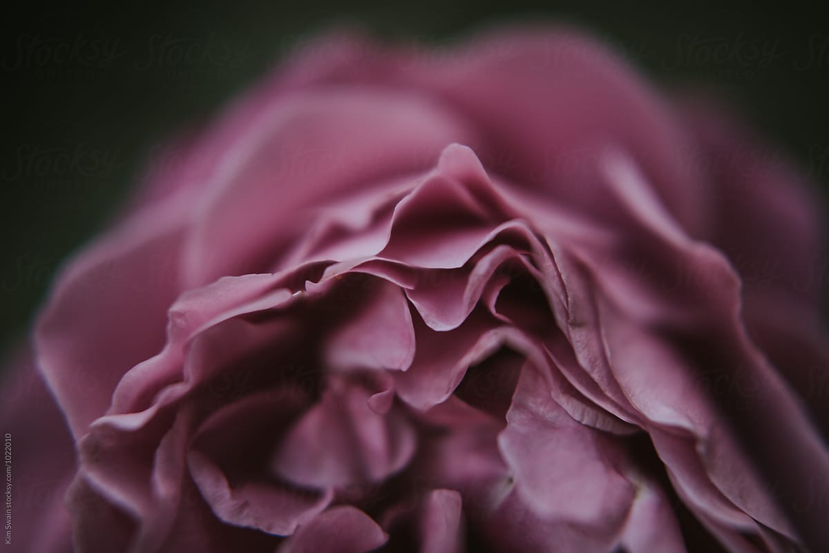 magenta rose petals