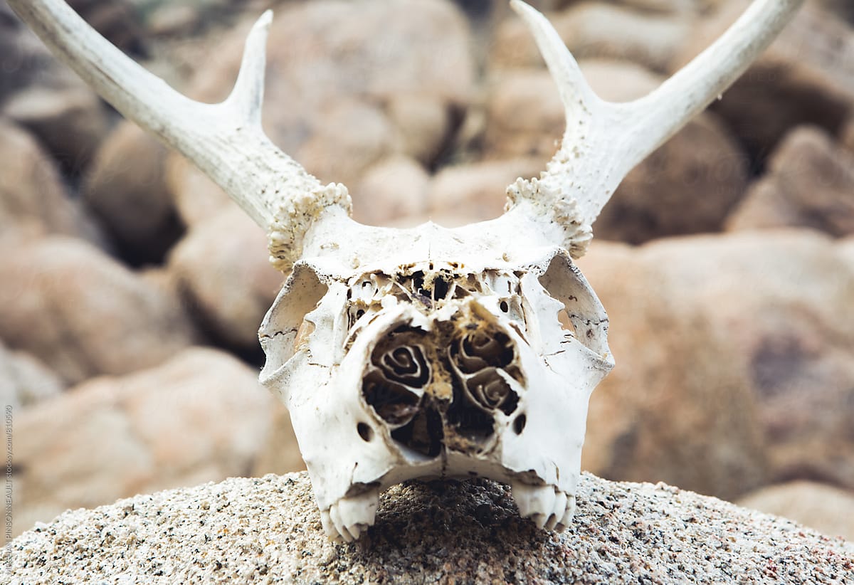 Deer Skull and Desert Rocks