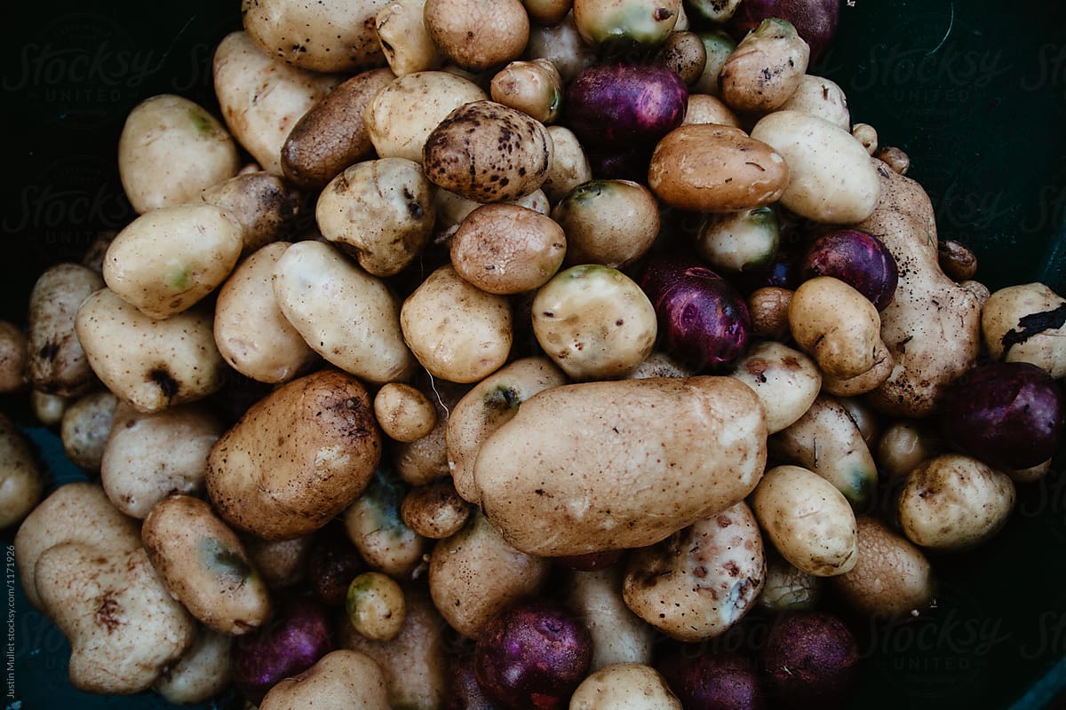 Fresh crop of potatoes