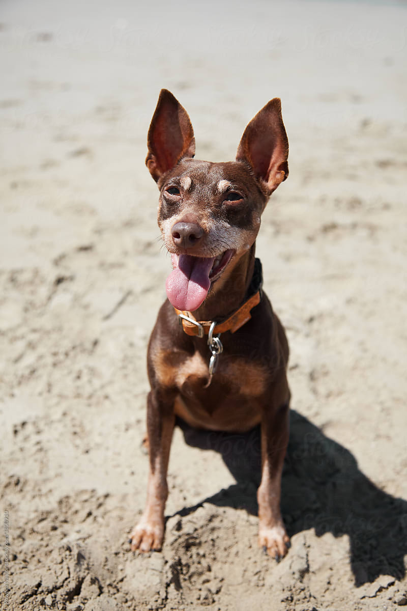 Small Minpin Dog on the beach on a very hot day