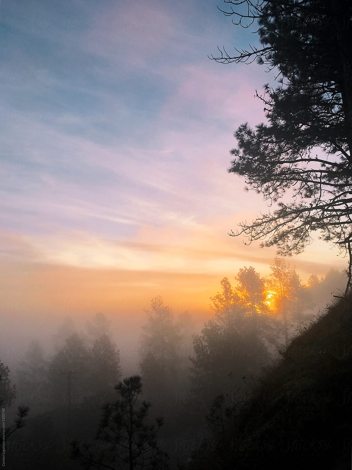Sun rise with fog and trees