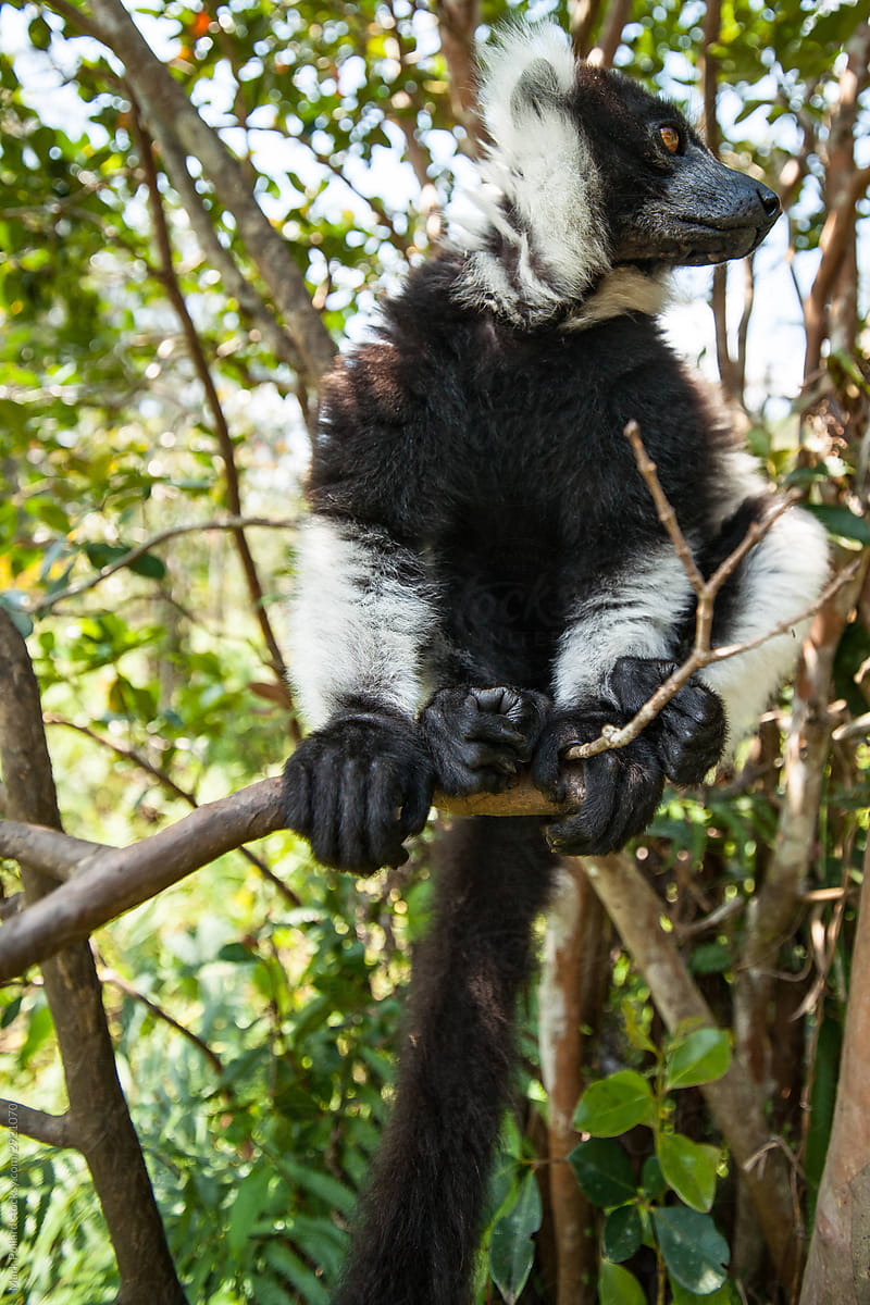 A Large Playful Lemur