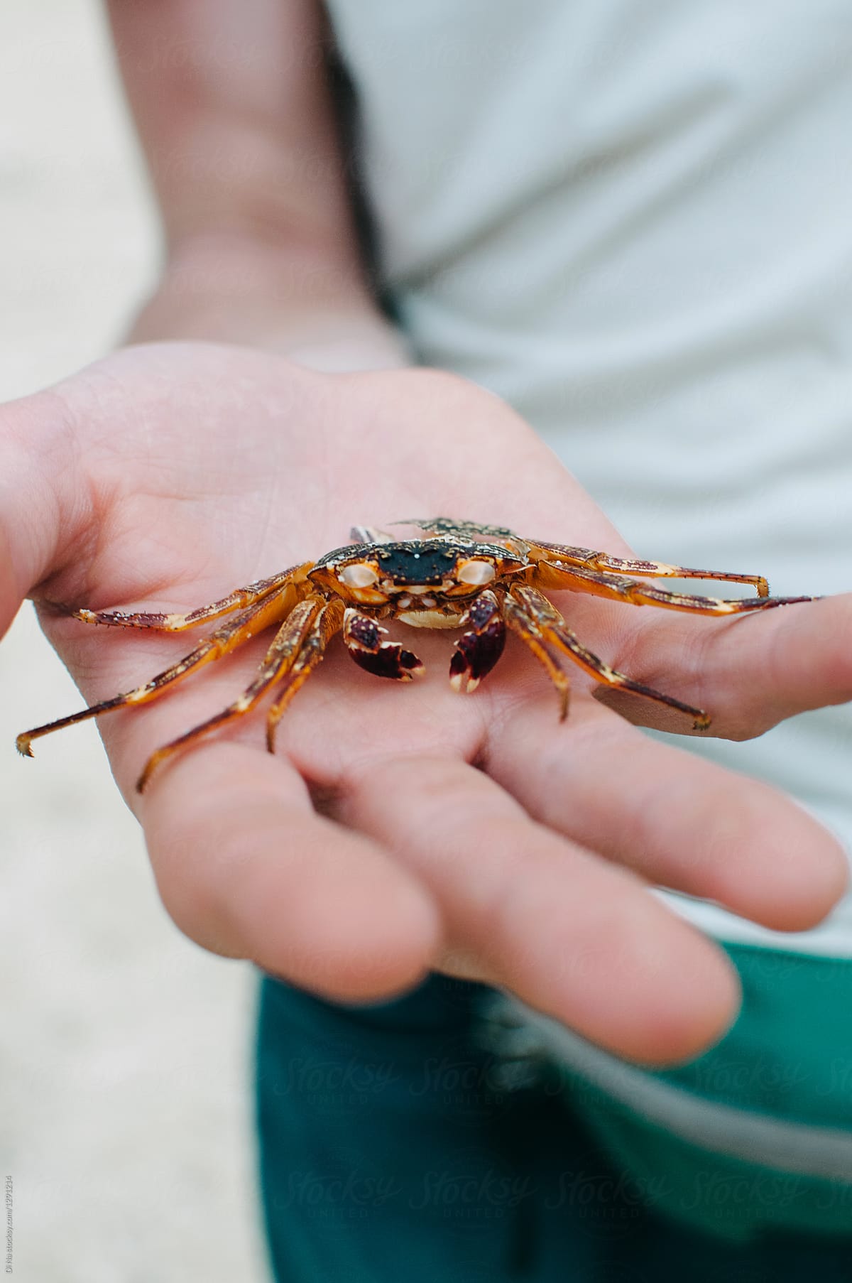 Small crab in hand