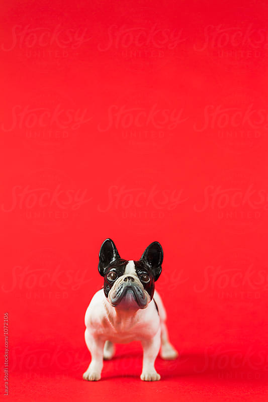 Funny french bulldog plastic puppet on red background