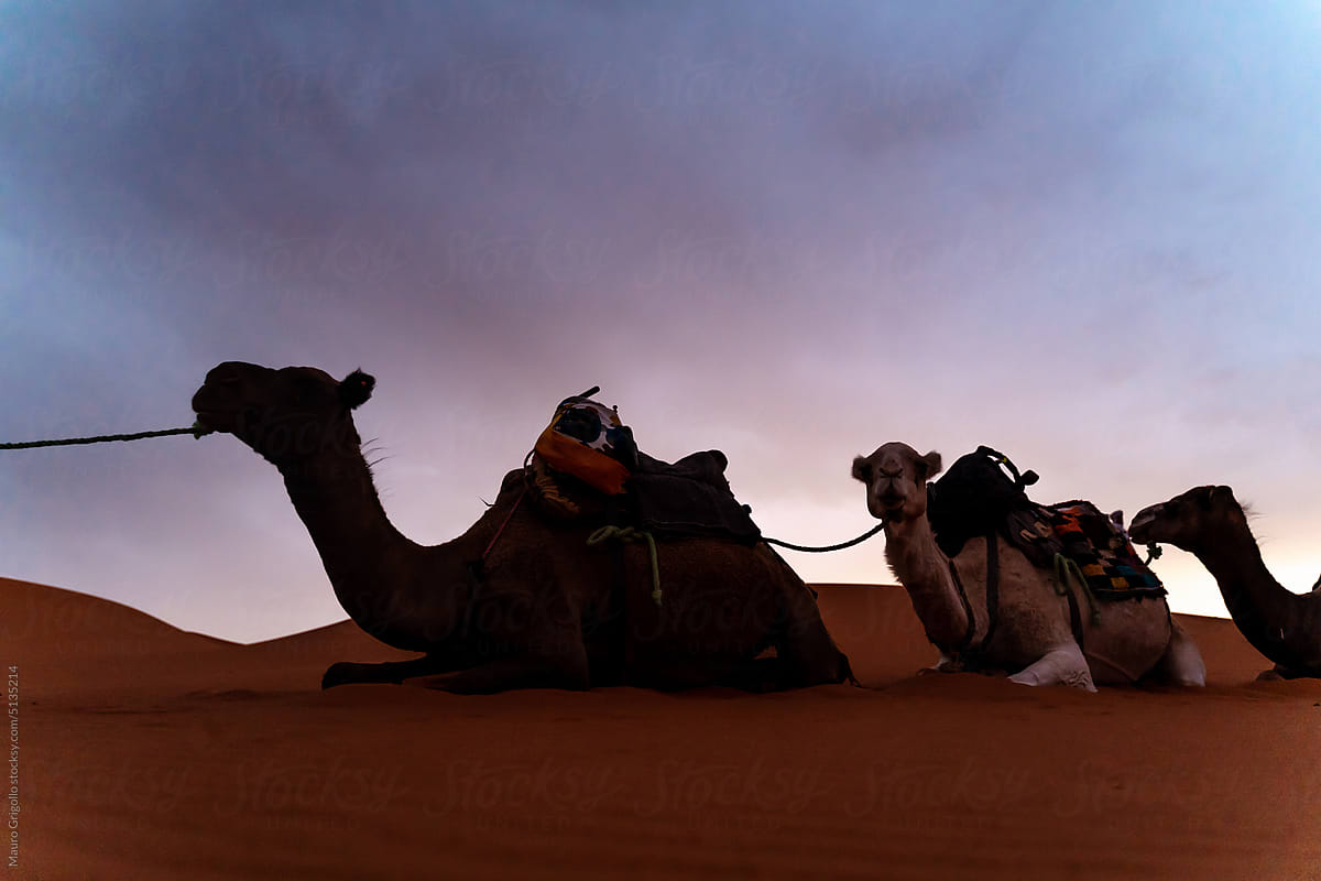 Silhouette Of Camels In The Desert