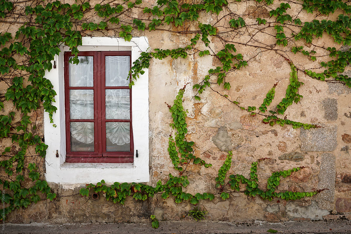 Vine on an old house