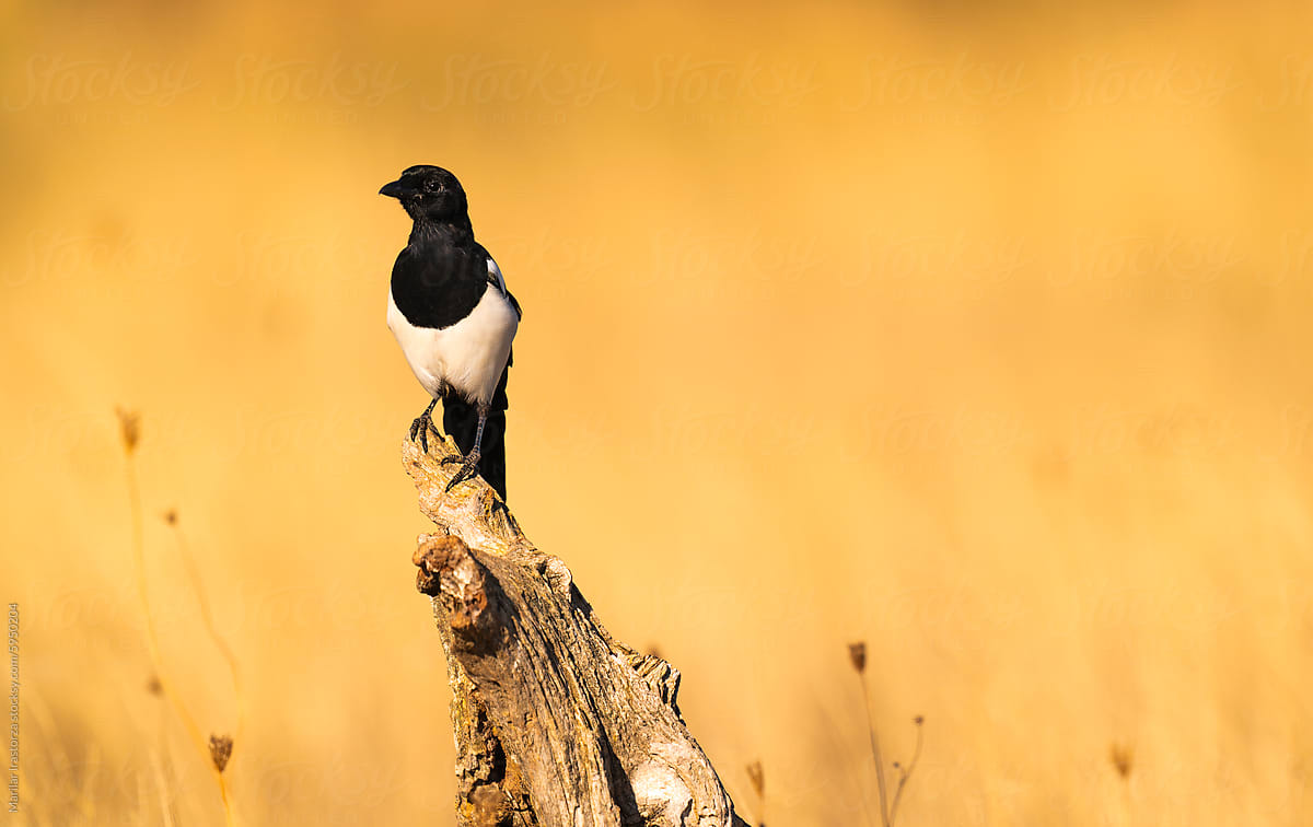 Eurasian Magpie Standing On A Tree Trunk