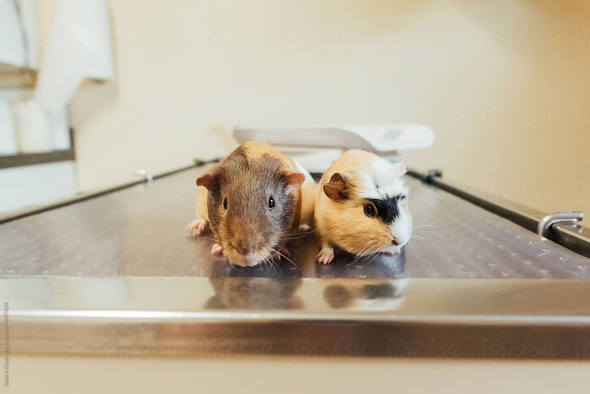 Two calico guinea pigs at the doctor.