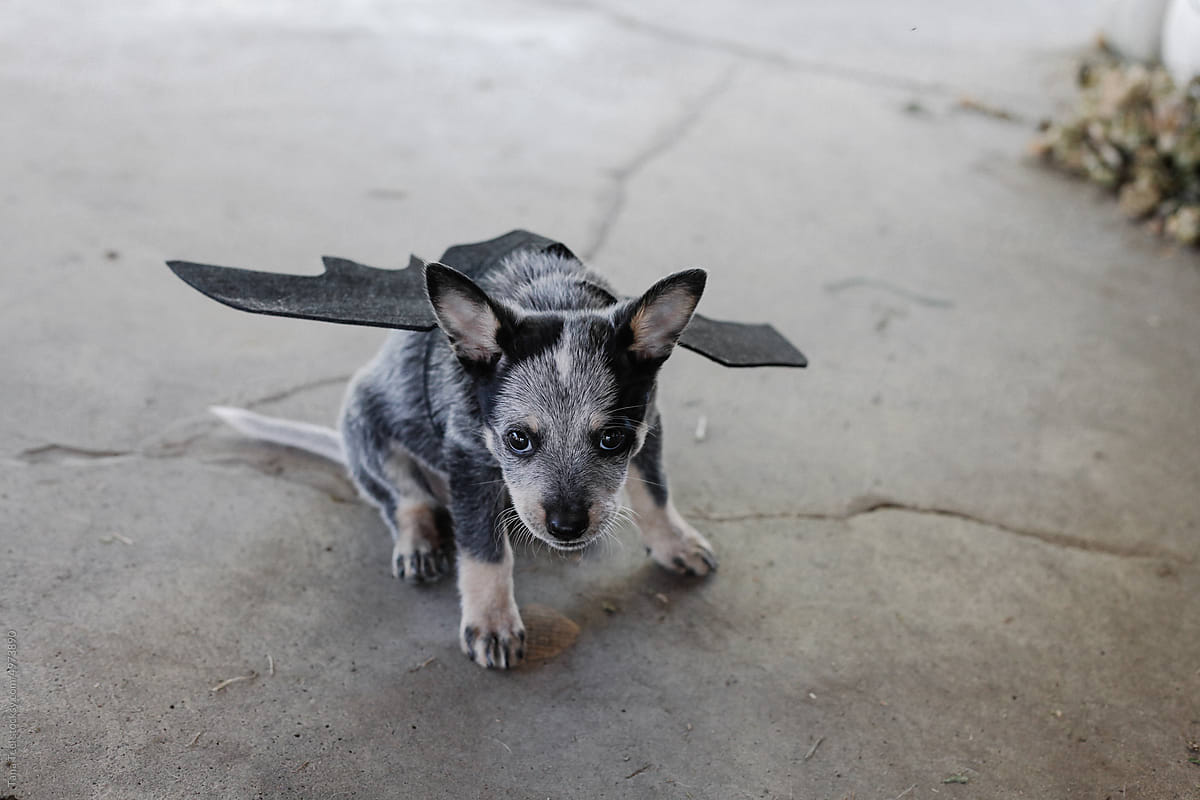 puppy growls while wearing bat wings for Halloween costume