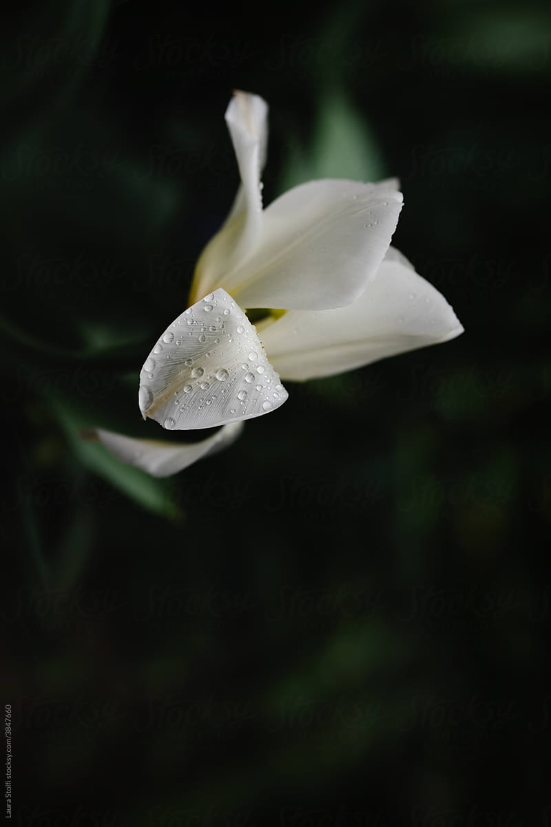 Water drops on white tulip in garden