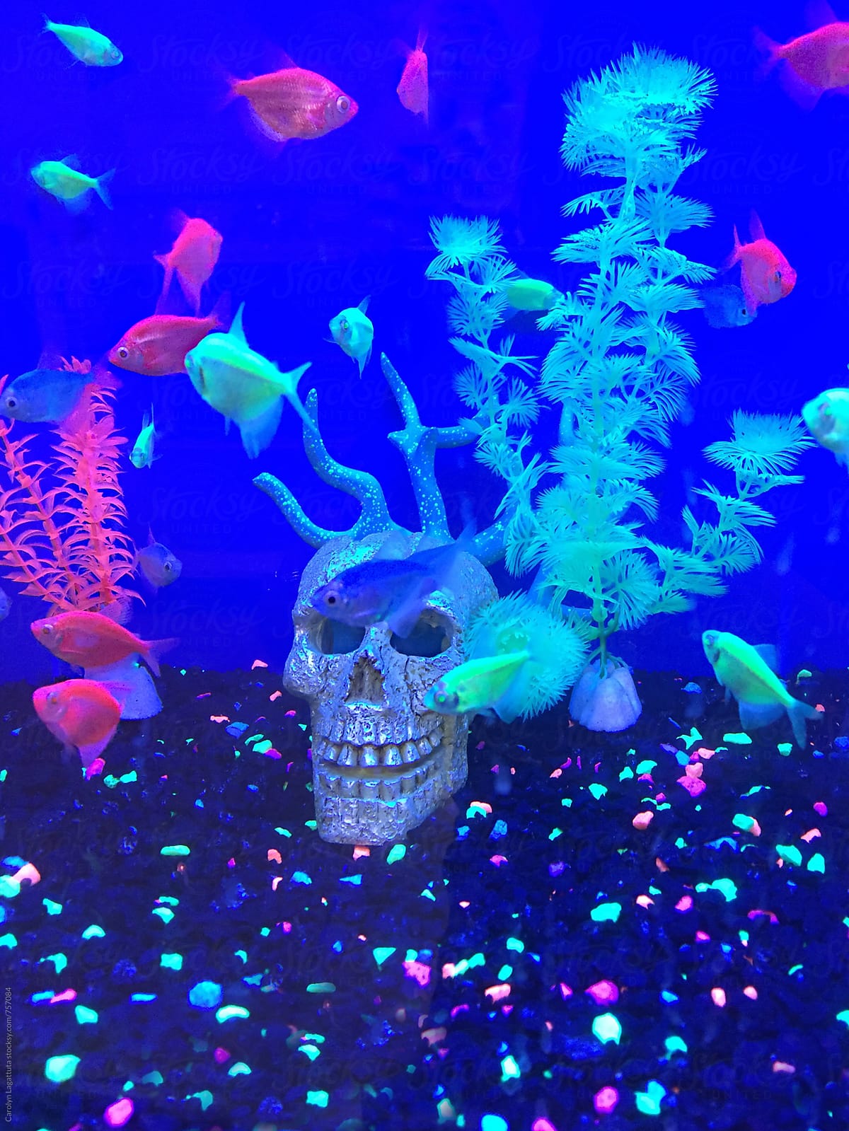 Glowy neon goldfish and glittery skulls