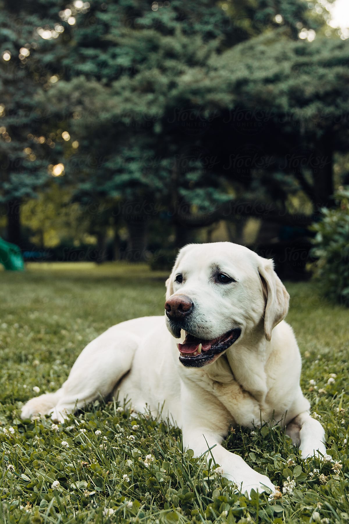 A white dog laying on a lawn