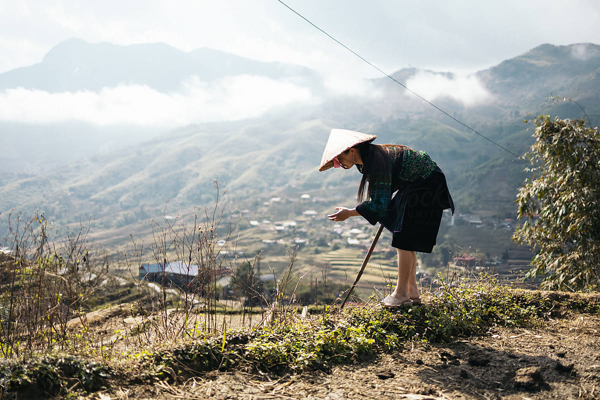 Local people: farmer woman working in a rice field in Vietnam