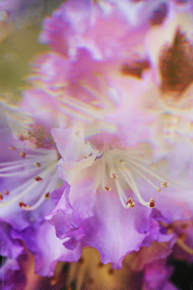 Rhododendron flowers photographed through prism