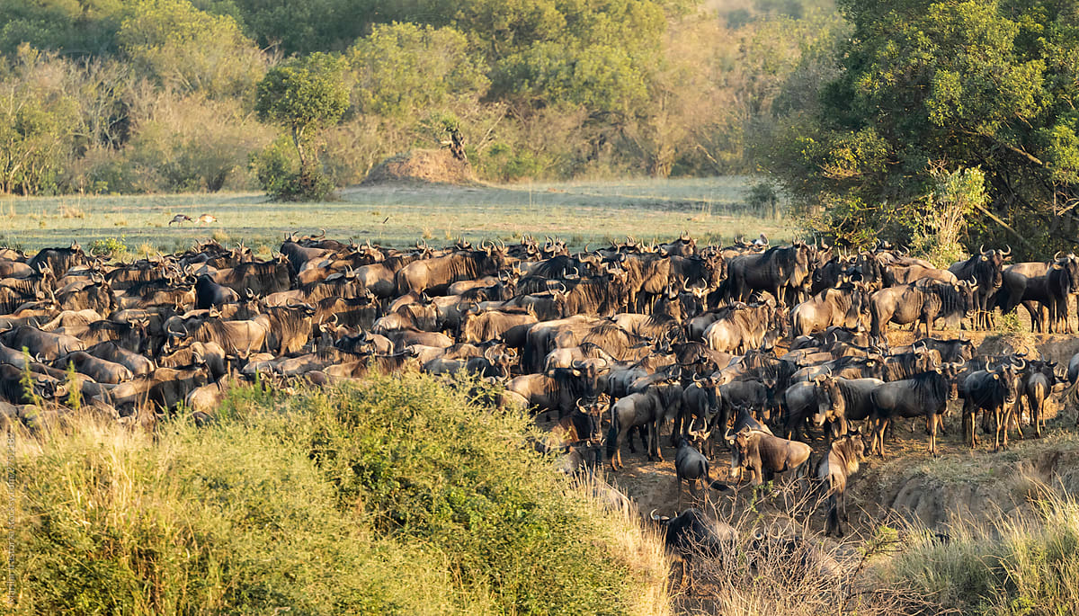 Wildebeests are crossing Mara River. Great Migration, Kenya