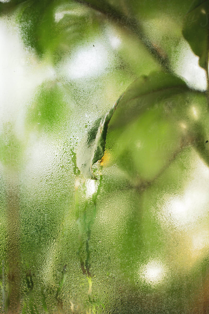 Foliage through glasshouse window