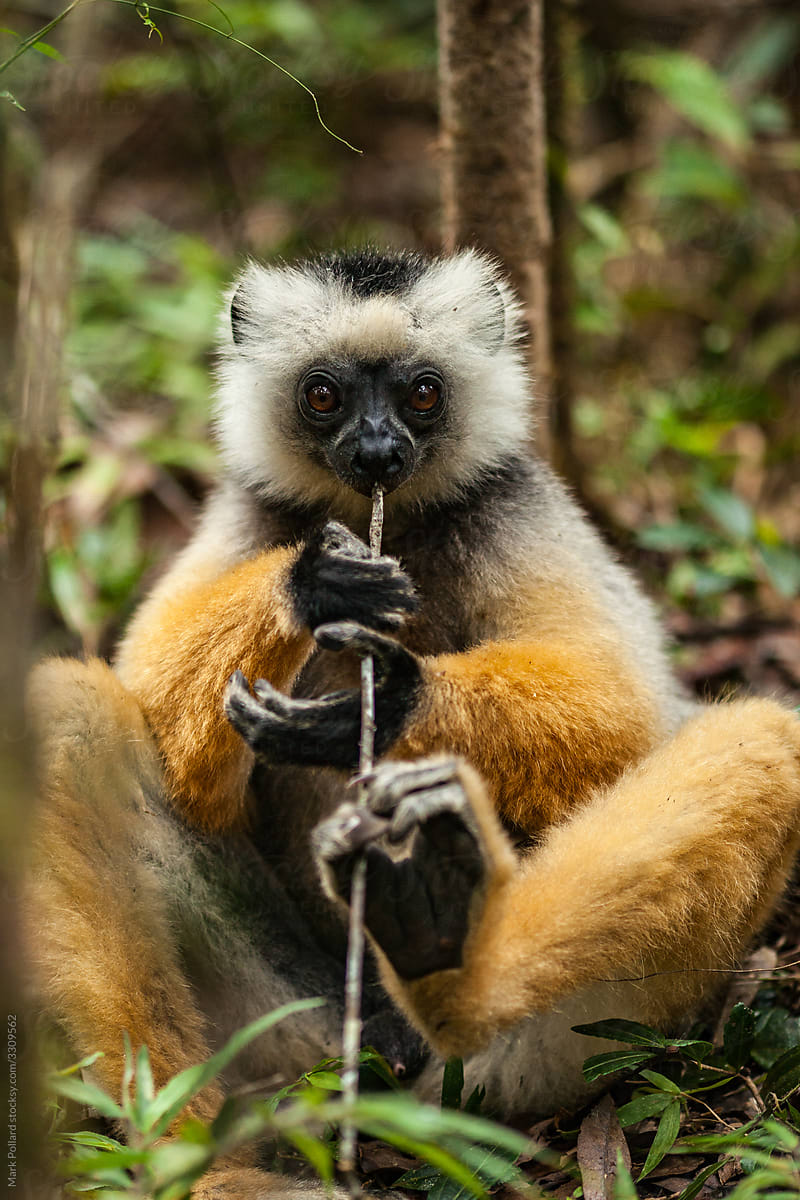 A Colorful Lemur Enjoying a Stick