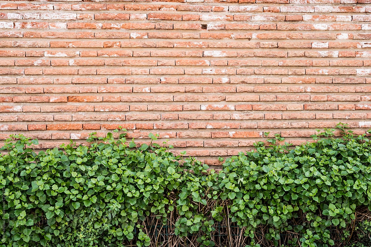 Brickwall with green plants