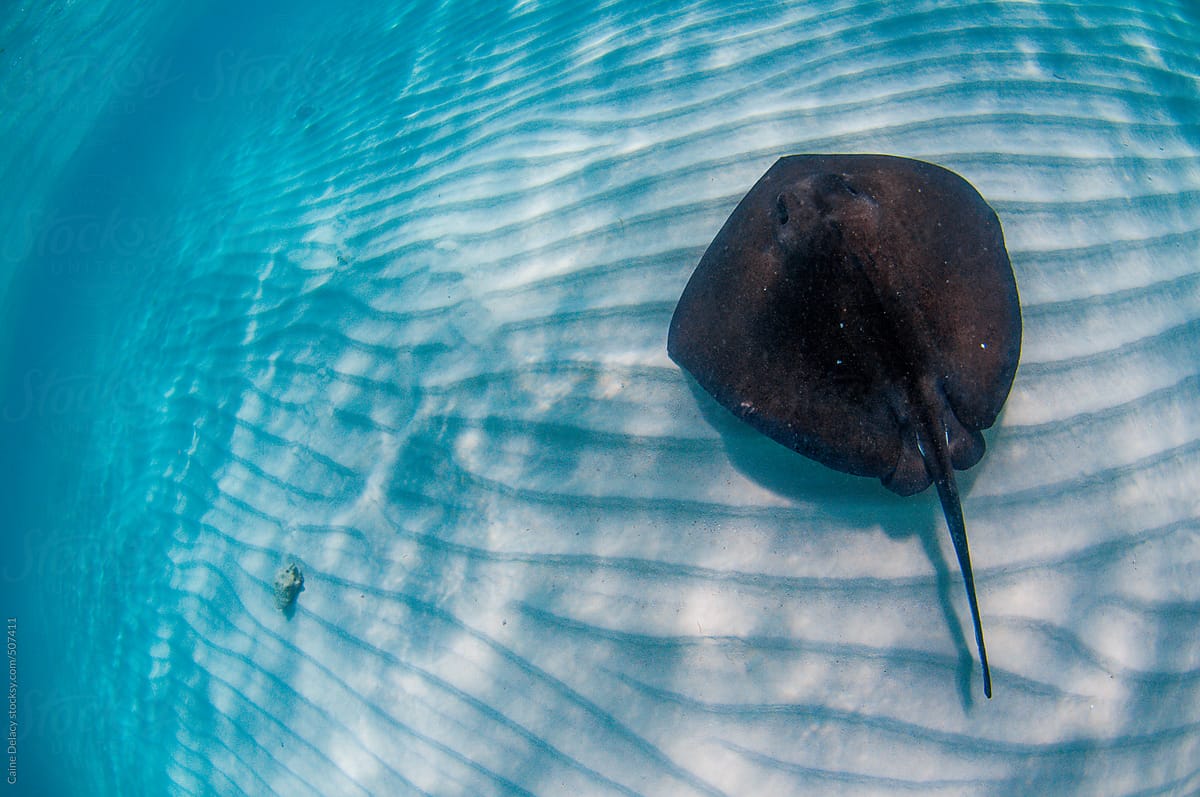 Southern Stingray cruising over sand