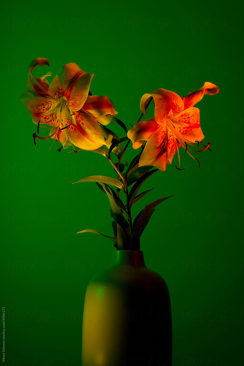 Tender spotted orange neon lilies in vase