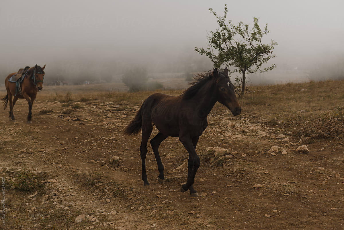 foal and young horse run across the field in the fog
