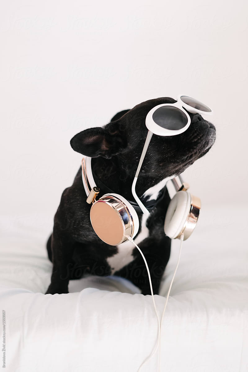 French Bulldog With Headphones And Sunglasses