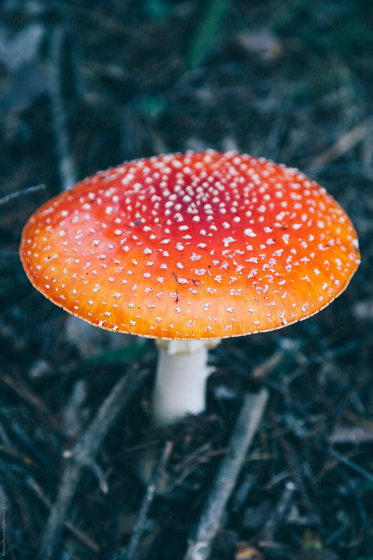 Poisonous agaric mushroom Amanita Muscaria