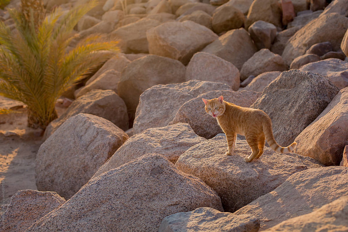 Red cat stands on rocks and meows