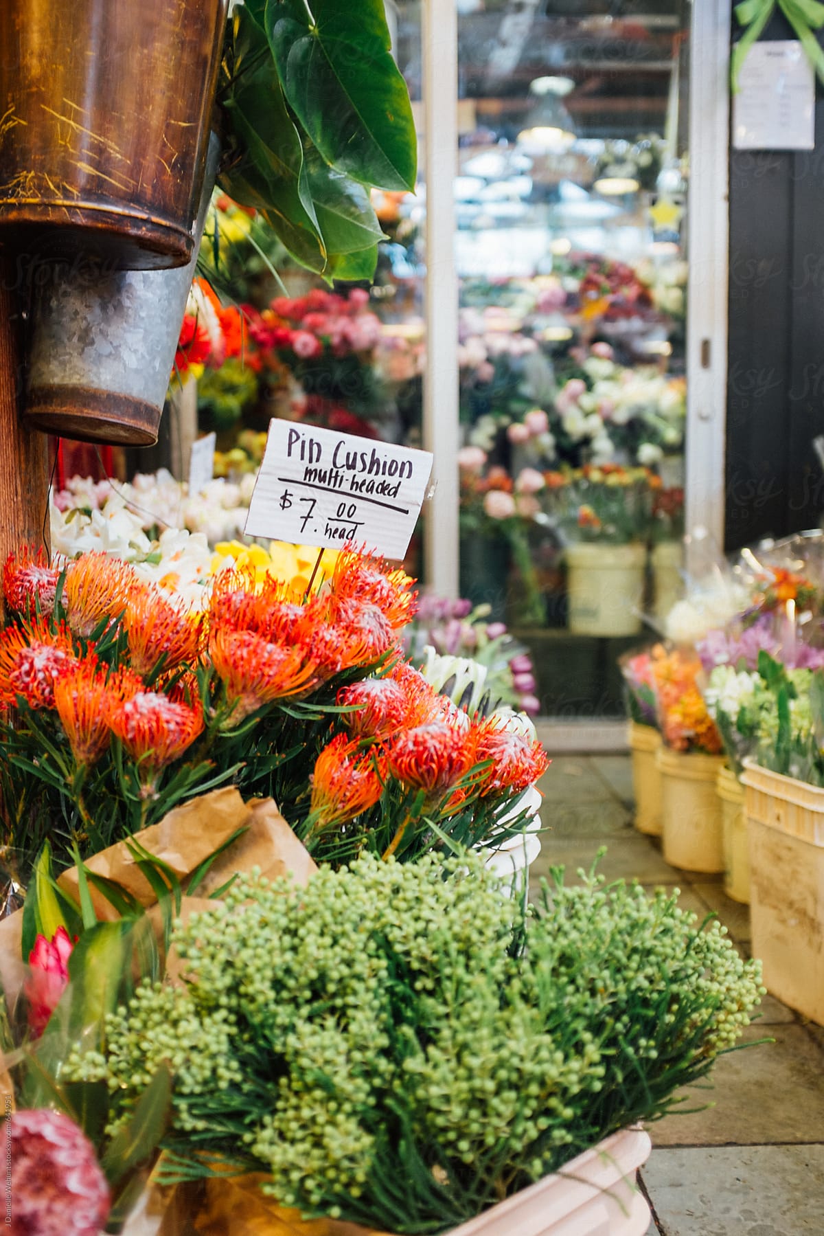 Pin Cushion Flowers For Sale In An Outdoor Market Area By J Danielle Wehunt Stocksy United