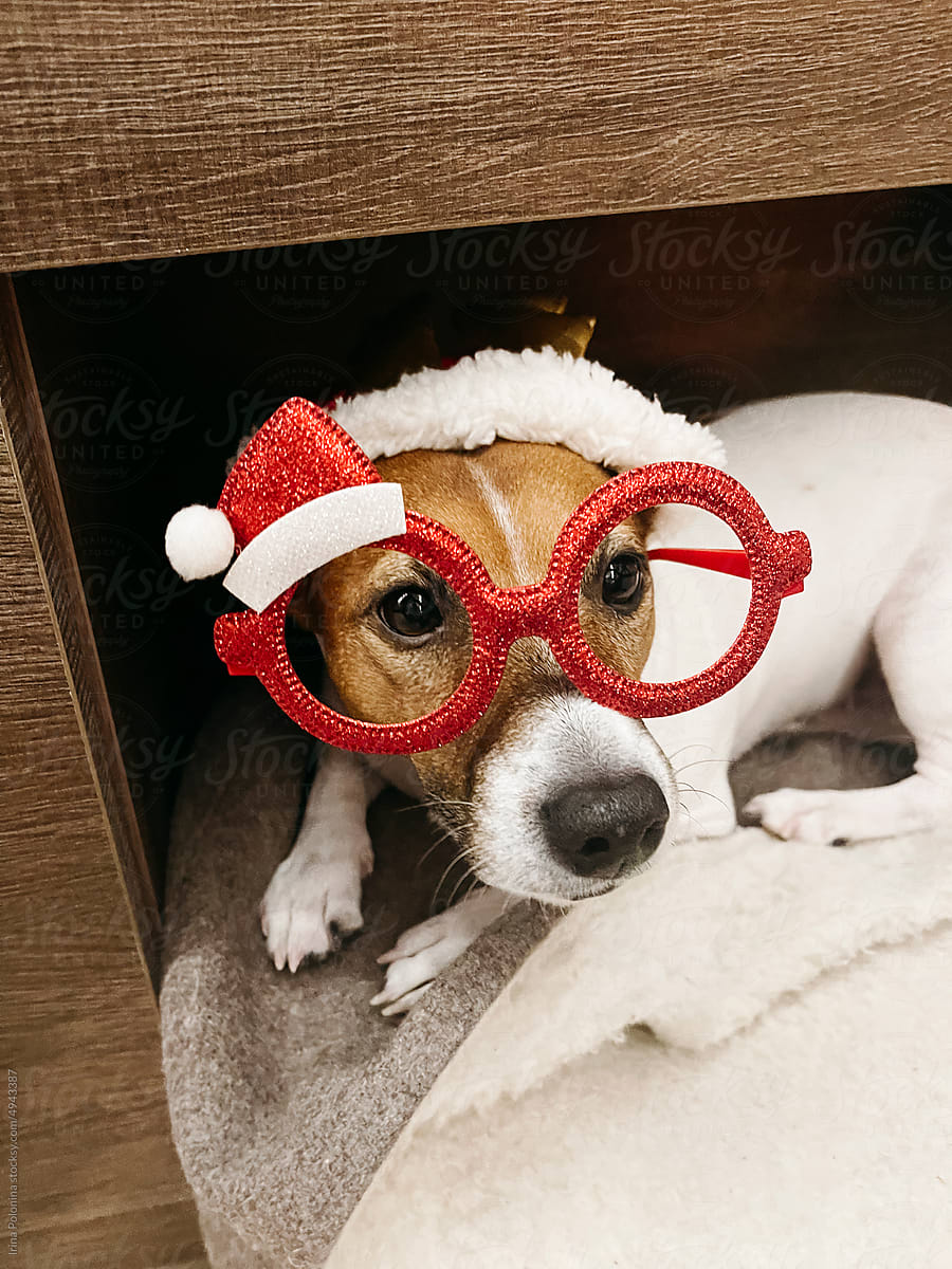 Funny dog with Christmas glasses.