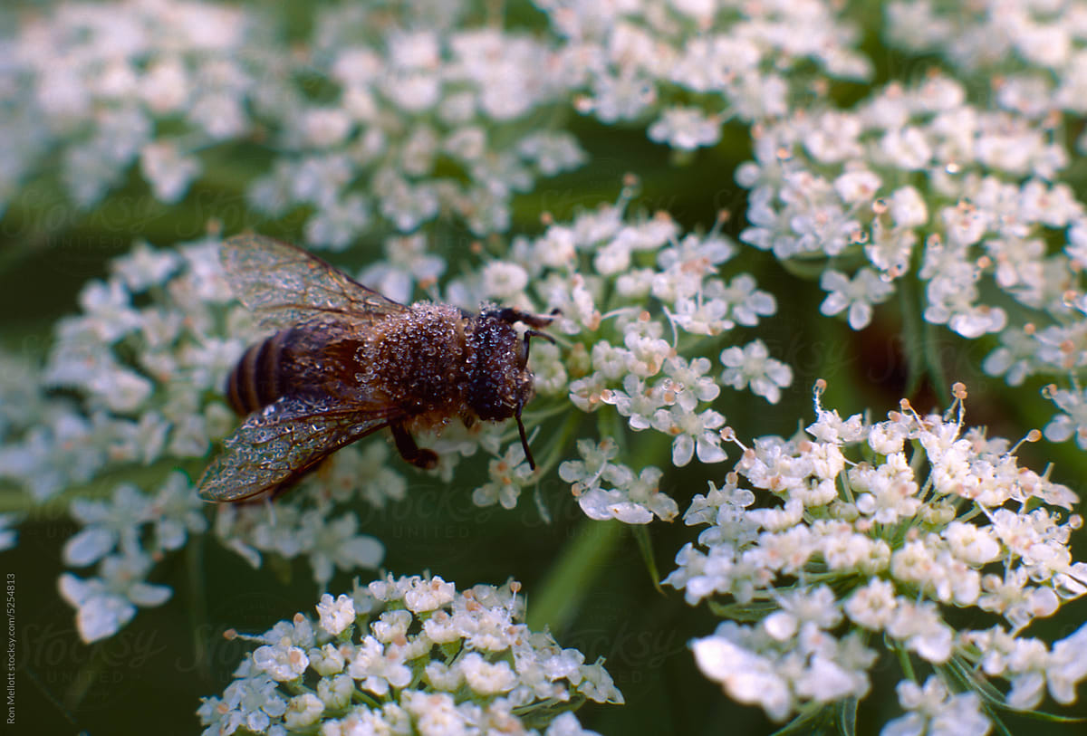Honeybee wildflowers dewdrops prairies Saskatchewan Canada film