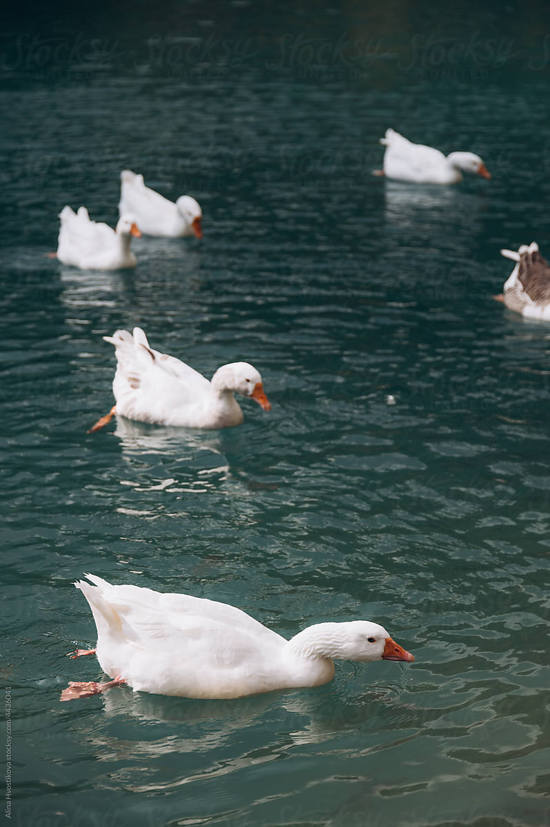 Ducks floating on lake in highlands