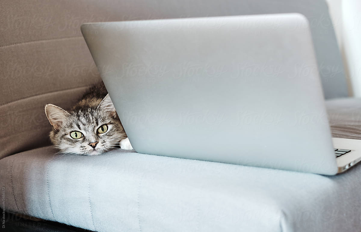 Cute grey cat with laptop