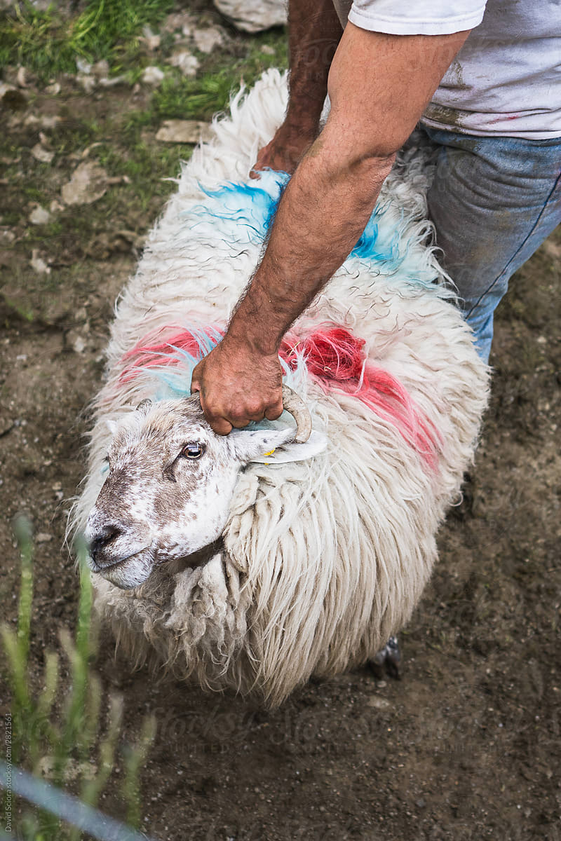 Man holding sheep by the horn