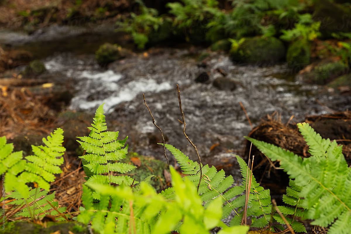 Ferns and River in Nature