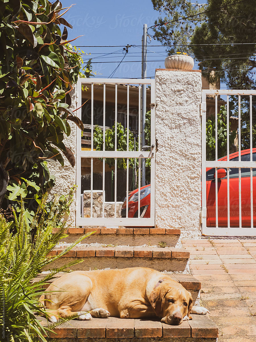 Dog lying  at entrance home door