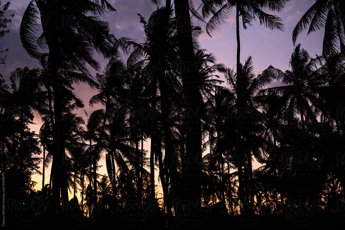 Palm trees on the purple sky