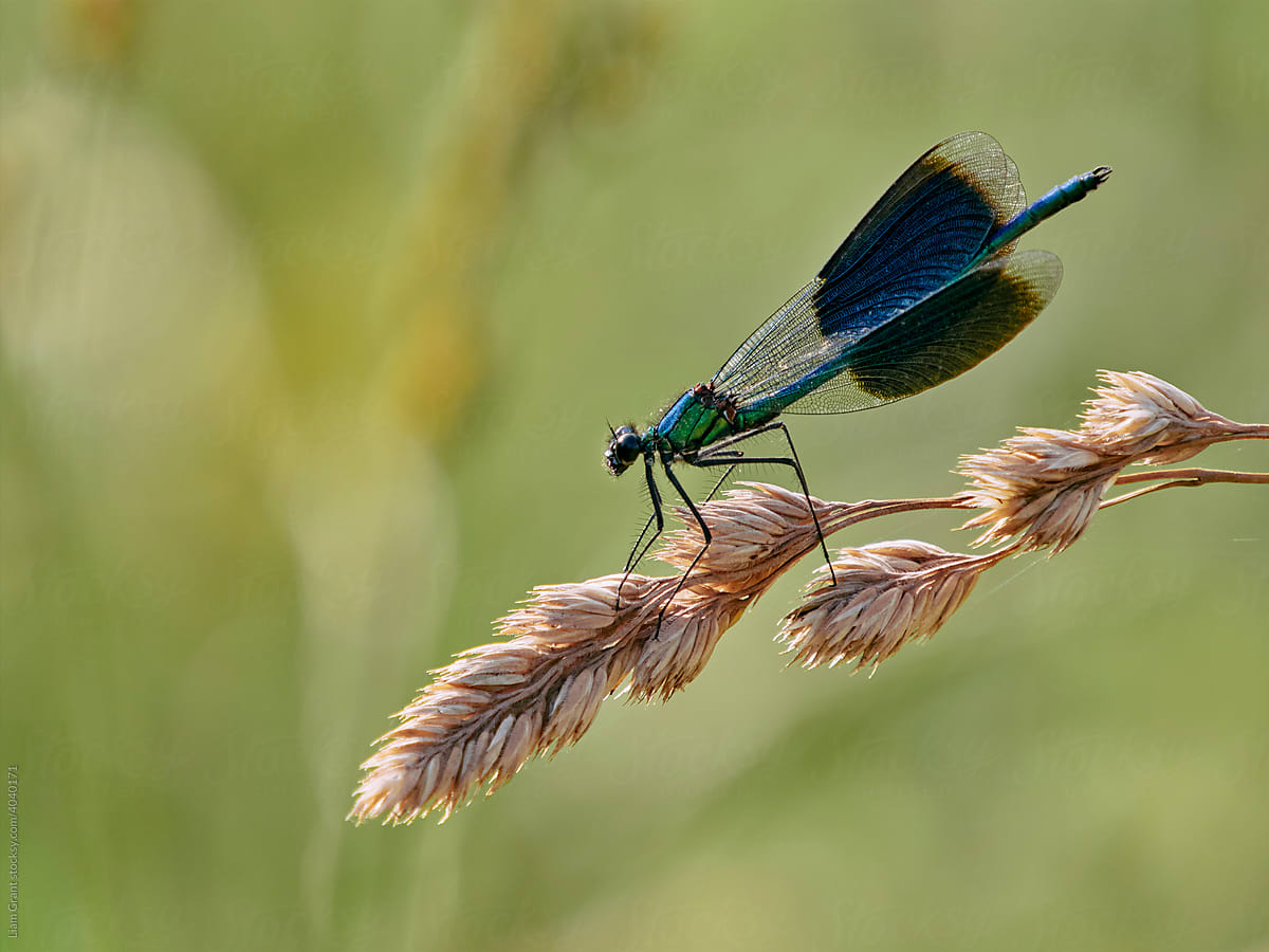 male damselfly perched on wild grass
