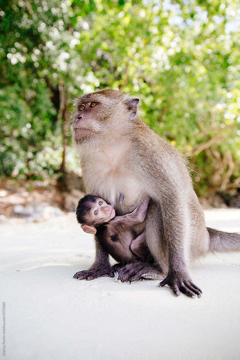 Monkey baby hanging on mother's stomach on beach