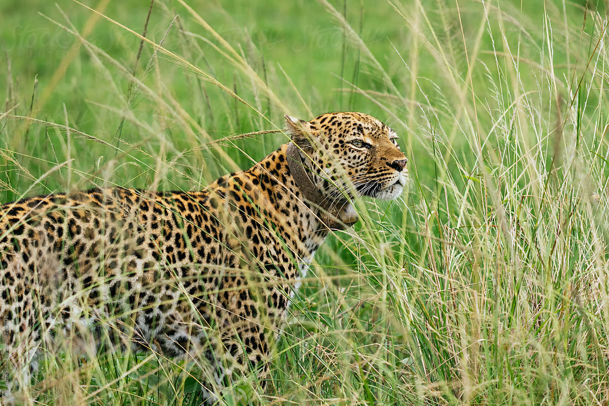 Leopard standing in green grass