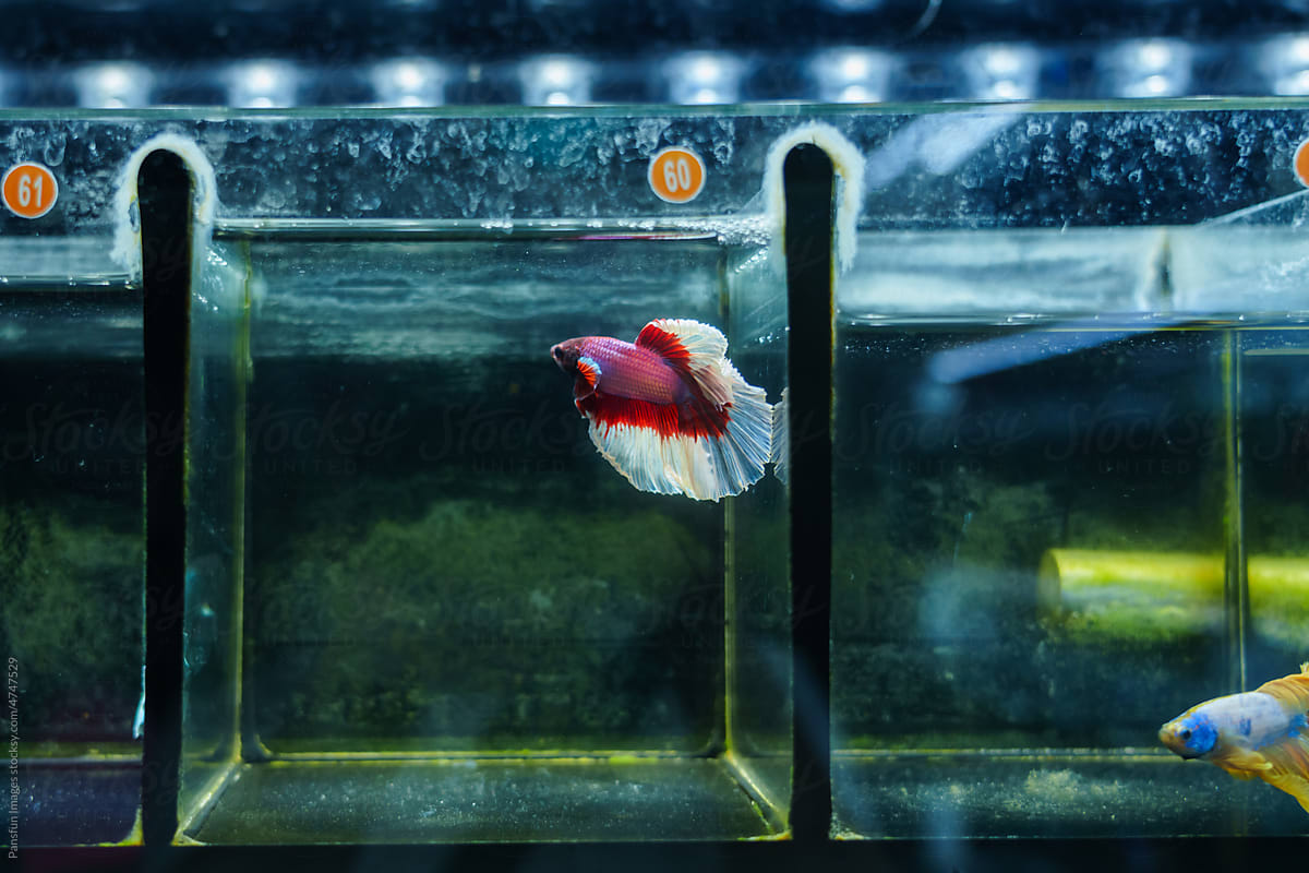 betta fish swimming in a fish tank