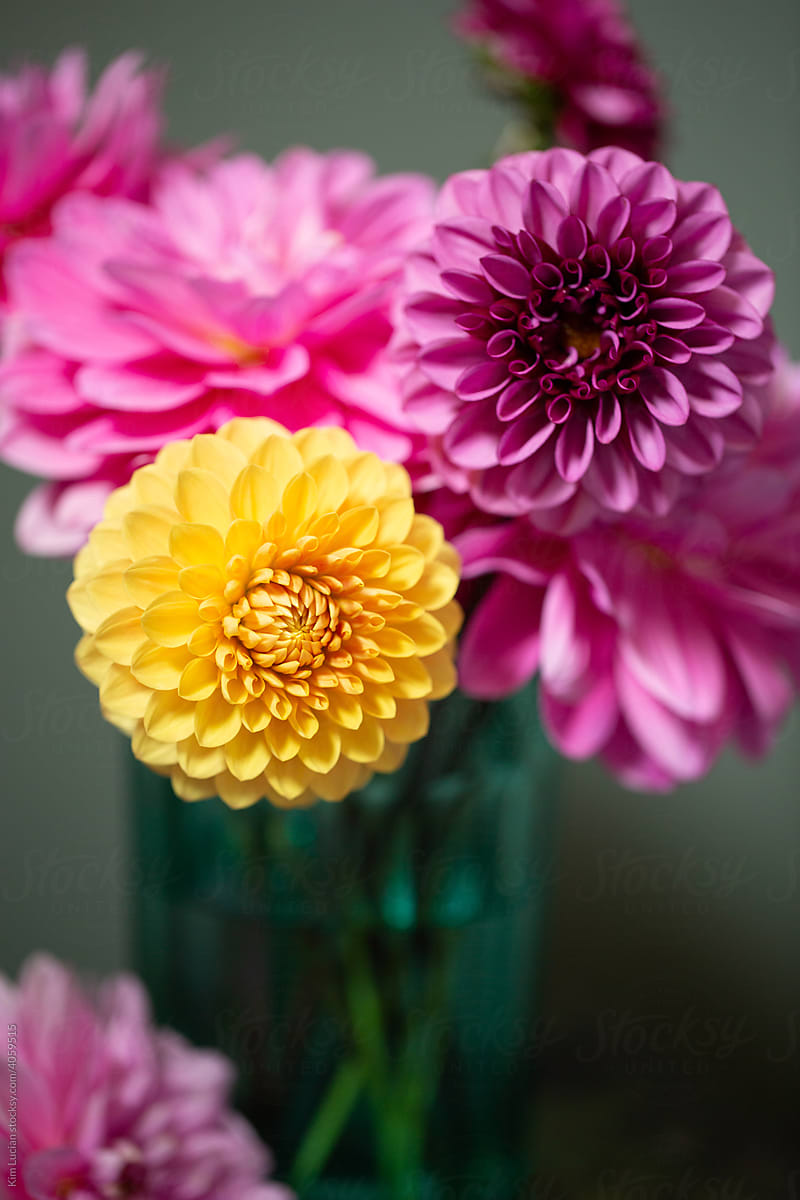 Vase overflowing with Dahlias